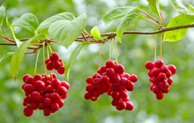 水溶肥什么样的好？